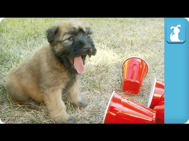 Wheaton Terrier Puppies Play with Red Solo Cups – Puppy Love