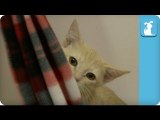 Curious Kitten Pulls Off Scarf - Kitten Love