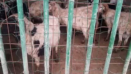 Hallan animales muertos y otros en mal estado en La Laguna