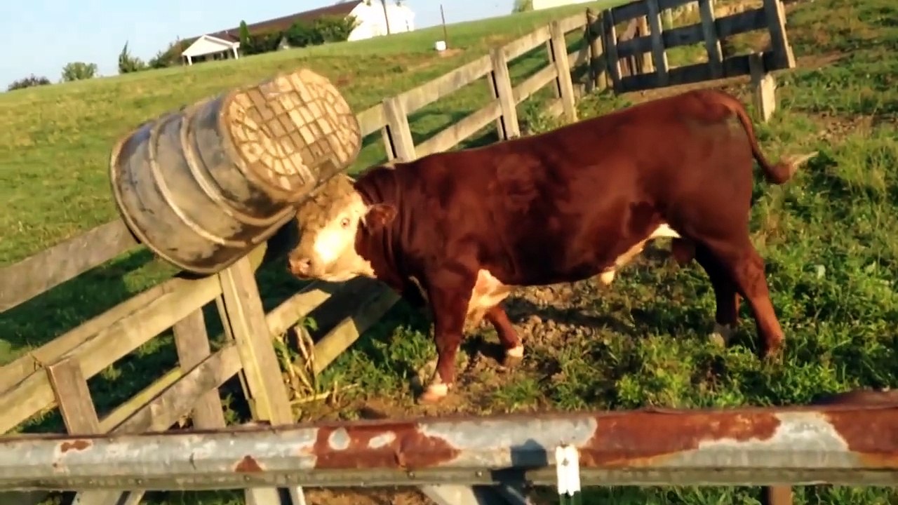 The Funniest Farm Animals Home Video Bloopers of 2017 Weekly Compilation - Funny Pet Videos
