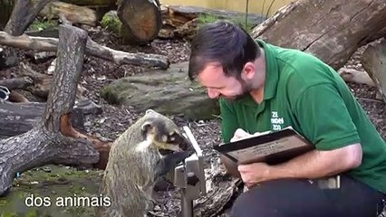 Contabilidade de animais