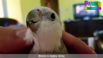Funniest Parrots and Cutest Birds Video Compilation #4