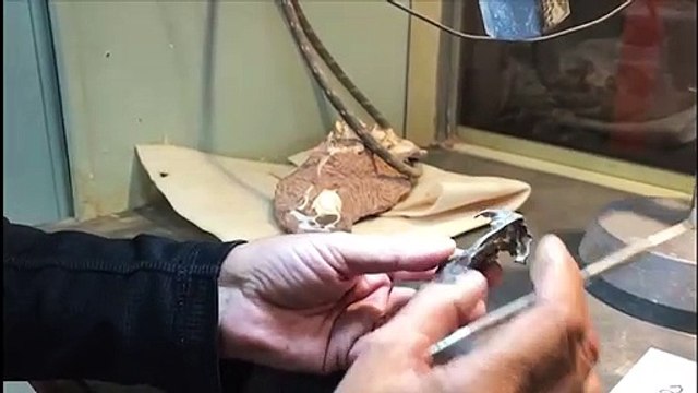 Hallan mamiferoide similar a la “ardilla” de La era de hielo en Argentina