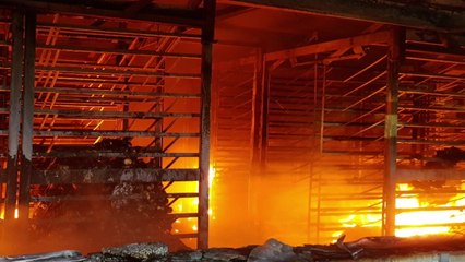 경북 경산 병아리 부화장서 불...4억여 원 피해 / YTN