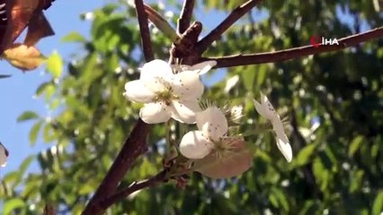 Meyveli ağaç çiçek açtı