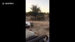 Ce bébé rhinocéros charge une jeep dans la savane !
