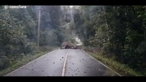 Cet éléphant endormi bloque la route en Thaïlande !