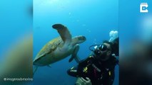 Cette tortue mange les bulles d'air d'un plongeur !