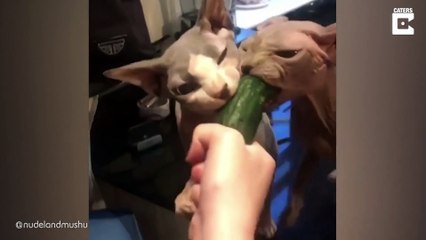 Ces 2 chats dévorent un concombre !