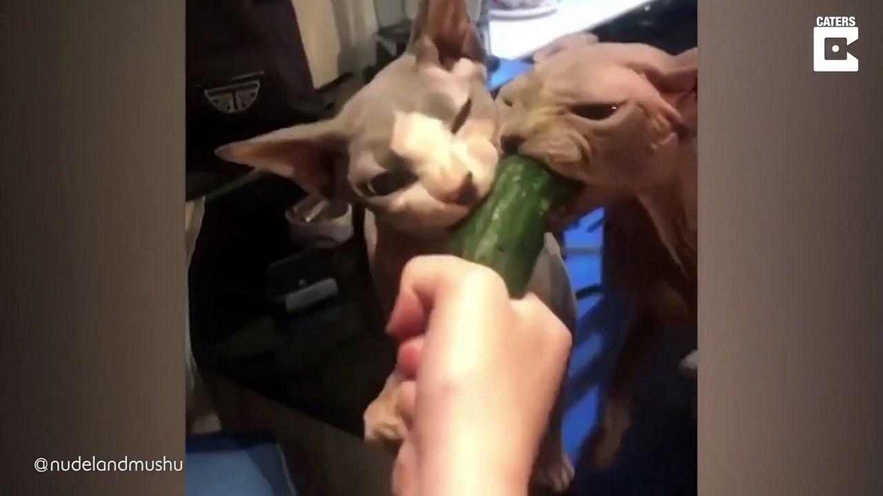 Ces 2 chats dévorent un concombre !