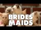 Bridesmaids (Cute Kitten Version)