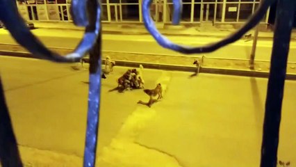 Nusaybin'de köpeklerin saldırısı kameraya yansıdı