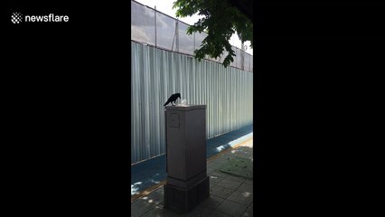 Crow seen eating a plastic bag after mistaking it for meat