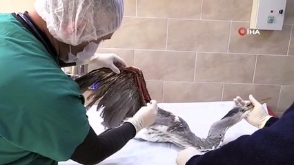 Kocaeli'de yaralı kuşlar bu merkezde tedavi ediliyor