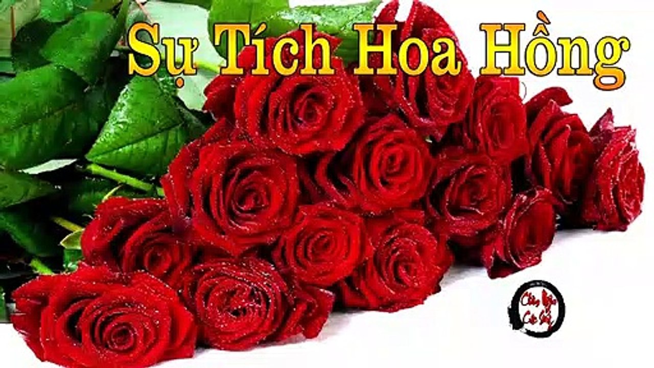 Sự Tích Hoa Hồng (Rosa) - Châm Ngôn Cuộc Sống Hay