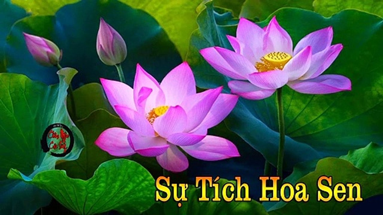 Sự Tích Hoa Sen (Nelumbo Nucifera) - Châm Ngôn Cuộc Sống Hay