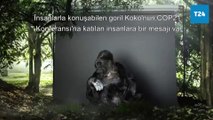 Dünya İklim Grevi için Goril Koko'yu hatırlarken; 