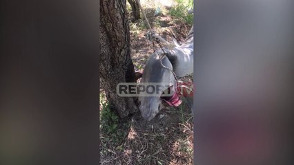 Report TV -Kapet peshkaqeni dhelpër 3 metra i gjatë në ishullin e Sazanit, specie në zhdukje