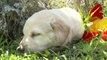 Adorable Yellow Lab Puppies Have Nap Time