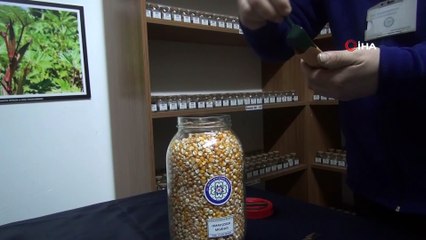 Türkiye’nin yerli tohumu Muğla’dan