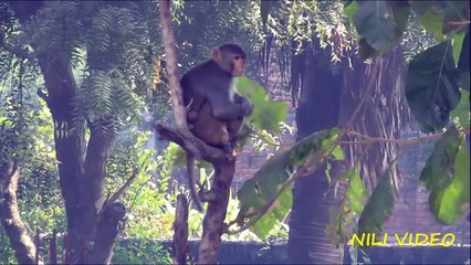 Funny monkey swinging on a tree..AMAZING..!!!