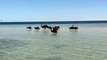 Emu Family Goes for a Swim at Monkey Mia