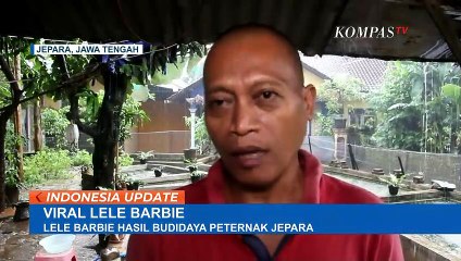 Viral Budidaya Ikan Lele Pink di Jepara!