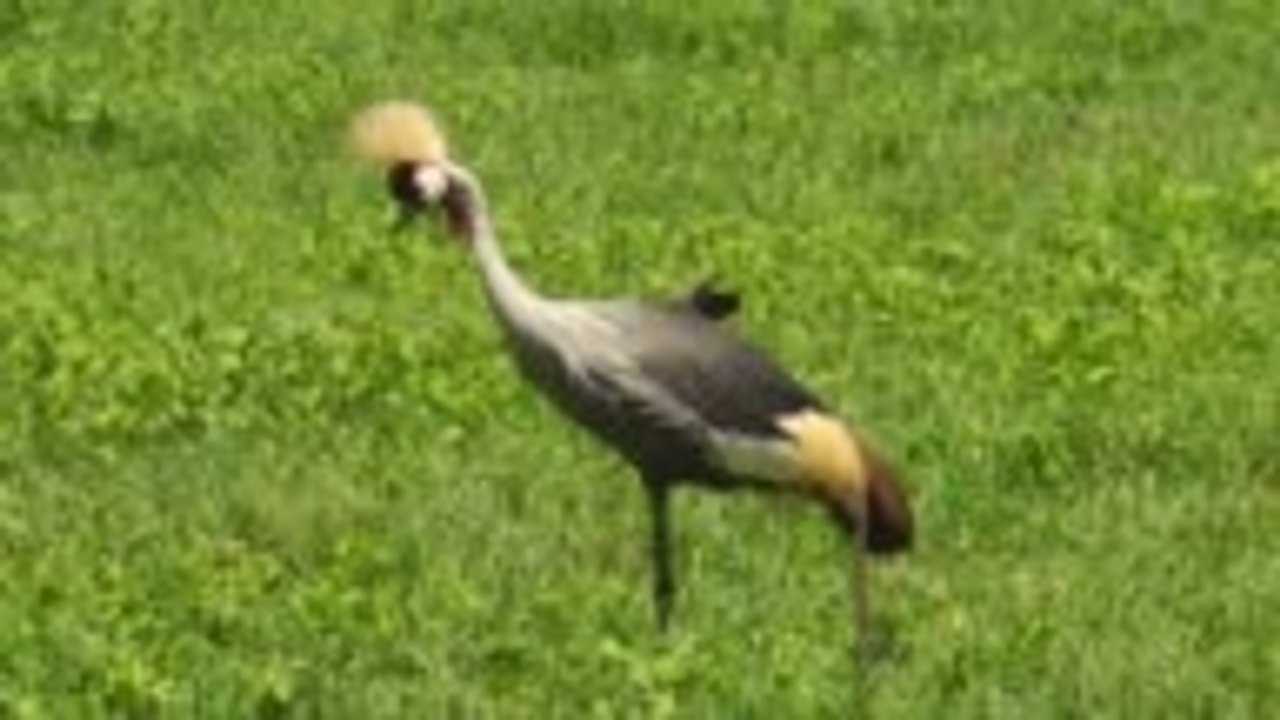 Les animaux sacrés au Japon