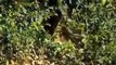Lion Vs Jaguar - Wild Animals Documentary National Geographic 2018 - Wild Discovery Animals
