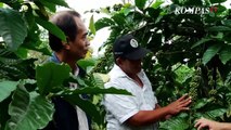 Mengenal Robusta Baron dari Kebun Banaran