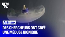 Des chercheurs ont créé une méduse bionique pour explorer les fonds marins