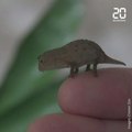 Des caméléons de la taille d'une phalange sont nés dans un zoo anglais