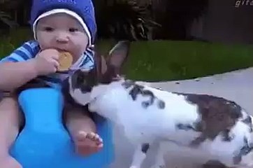 Very funny GIF, Funniest short clip Must watch