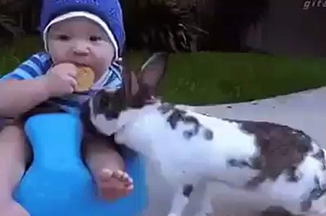 Very funny GIF, Funniest short clip Must watch
