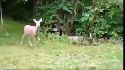 Deer musi  short  Funny - Short Clip !2020 Must watch