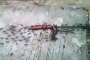 Ces fourmis ont trouvé de quoi se faire un barbecue