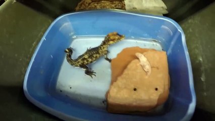 Ces bébés crocodile attendent le repas avec impatience