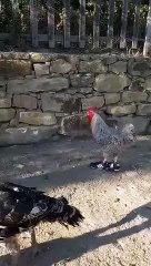 Vidéo hhhh , فيديو هاهاها