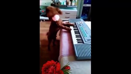 Los Mejores Videos De Risa Try Not To Laugh Funny Fails Videos 2020 #47