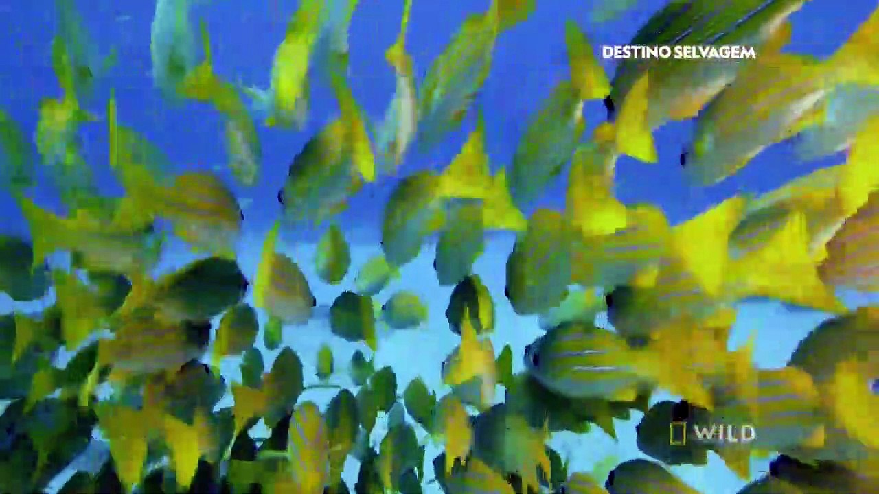 Brasil Selvagem Pantanal National Geographic Wild