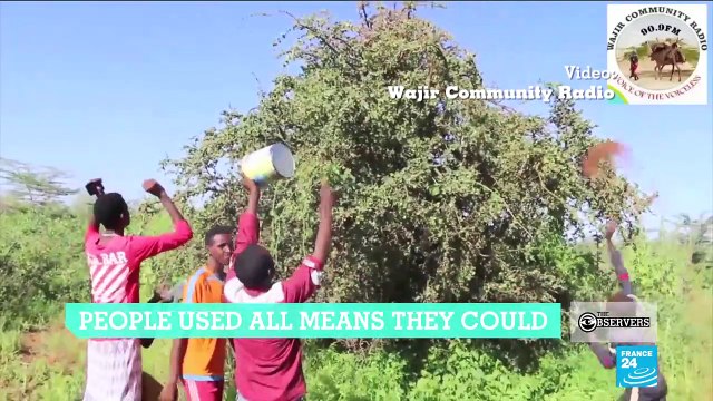 Starving lions rescued from Sudan zoo, Kenyan farmers fight locust swarms and more