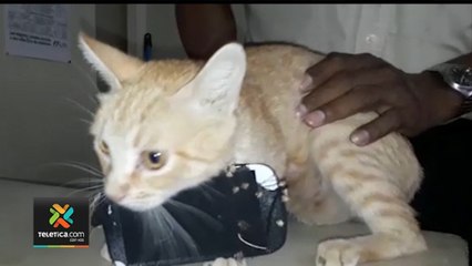 tn7-multas-por-ingreso-de-celulares-a-centros-penitenciarios-010220