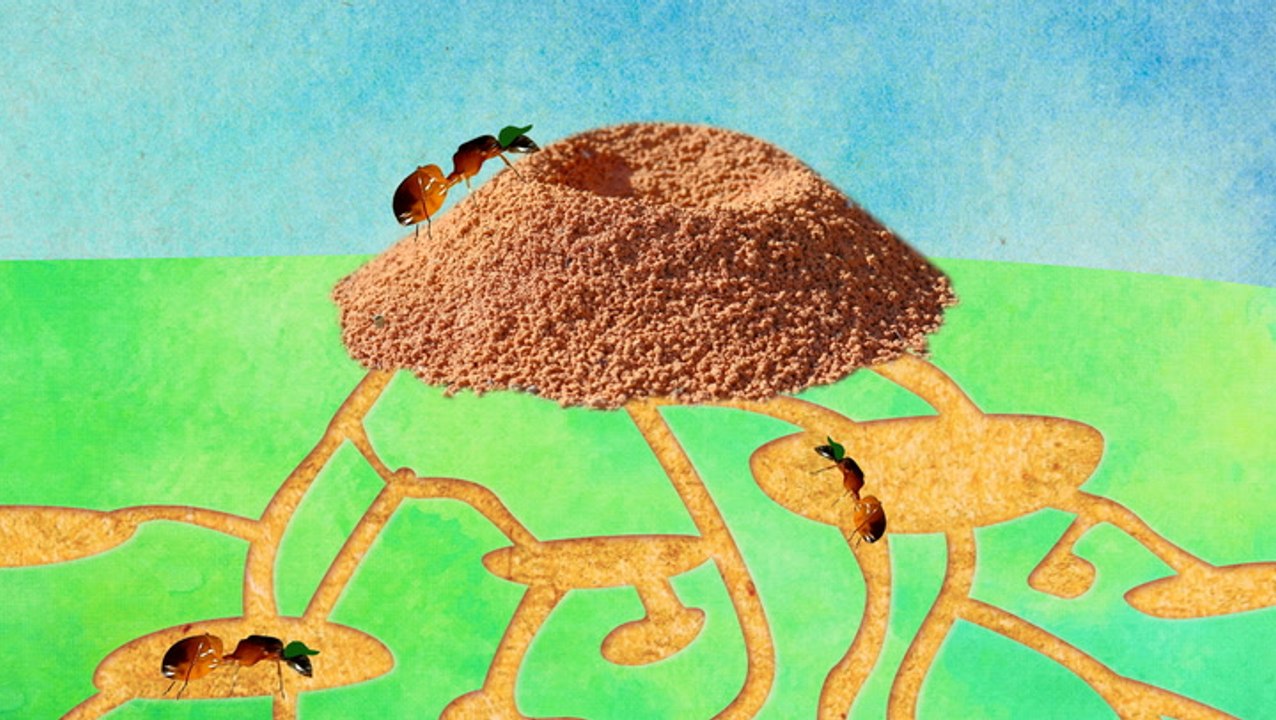 A colony of 250,000 ants call the average anthill home — here's what inside their mound