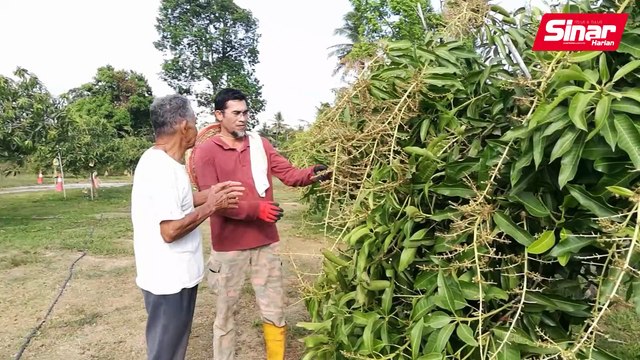 Cuaca panas resahkan pengusaha Harum Manis