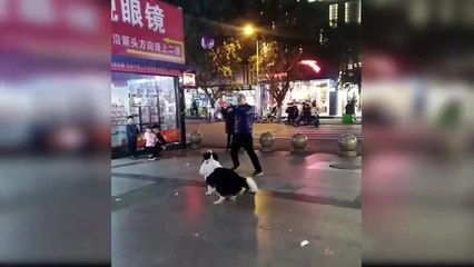 Baby Dogs - Cute and Funny Dog Videos Compilation - Aww Animals