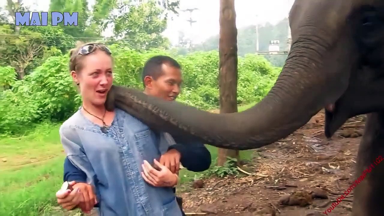 Funny Baby Elephant  - A Cute And Funny Baby Elephant Videos Compilation 2020