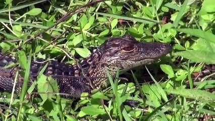Hungry Rattlesnake Eat Baby Alligator   Poor Animals Baby.