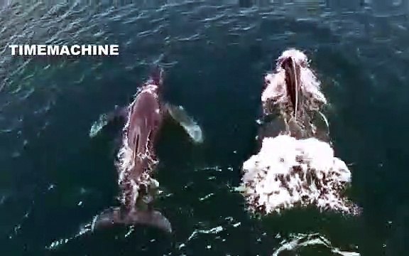 Huge Whales Swimming and Jumping Close To Boat