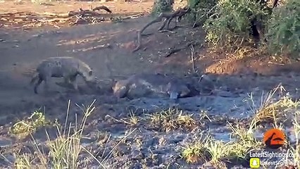 Hyena Finds Buffalo Alive & Stuck in Mud