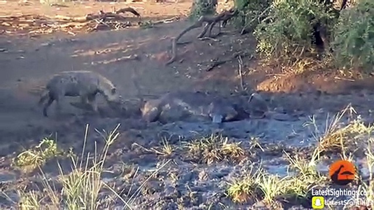 Hyena Finds Buffalo Alive & Stuck in Mud
